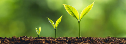 Pianta Crescita Astrologia Crescita Personale CUT 1100X565