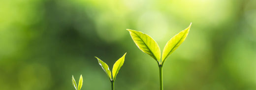 Pianta Crescita Astrologia Crescita Personale CUT 1100X565