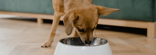 Petfood Articolo