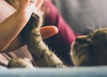 Cat PET