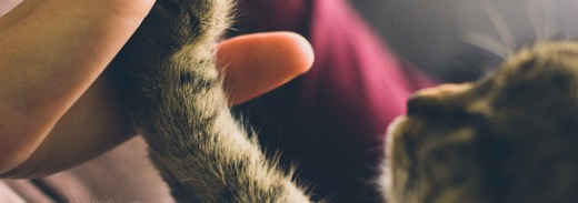 Cat PET