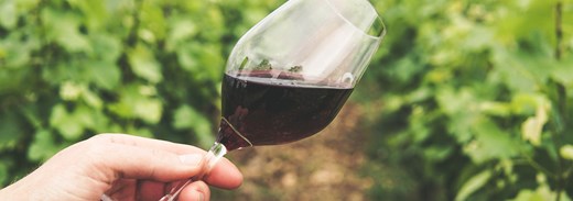 Vino Settore Dati