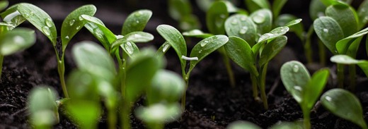 Seedlings G502fd2366 640